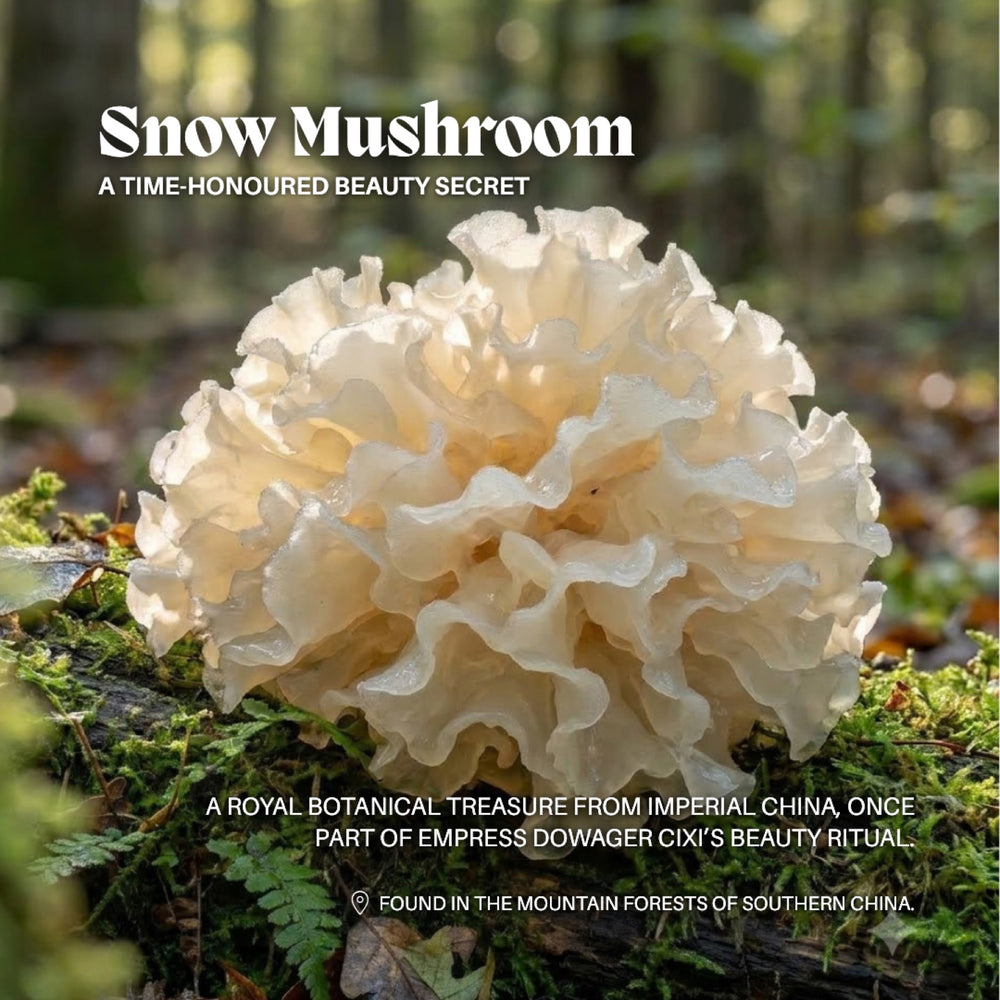 Snow Mushroom, Tremella fuciformis, growing in white frilled folds on a forest log, card on its place in Empress Dowager Cixi's beauty ritual
