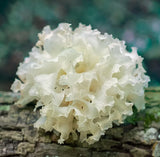 Snow Mushroom