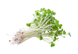 Alfalfa extract