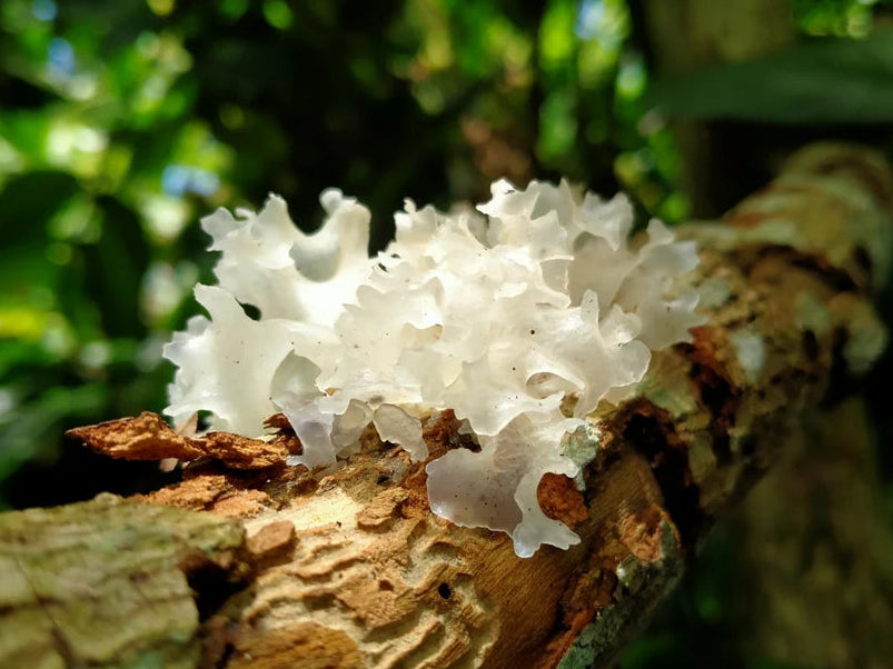 Snow Mushroom