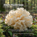 Snow Mushroom, Tremella fuciformis, growing in white frilled folds on a forest log, card on its place in Empress Dowager Cixi's beauty ritual