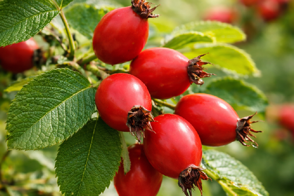 Rosehip